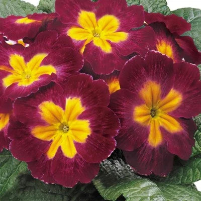 Primula