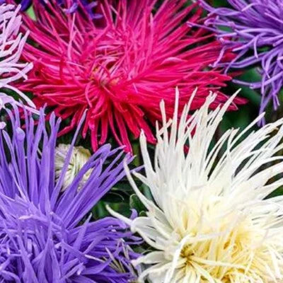Crego Giant Mixture Aster