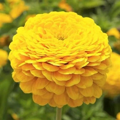 Zinnia Canary Bird Double Blooms Cut Flowers Butterflies Non Gmo