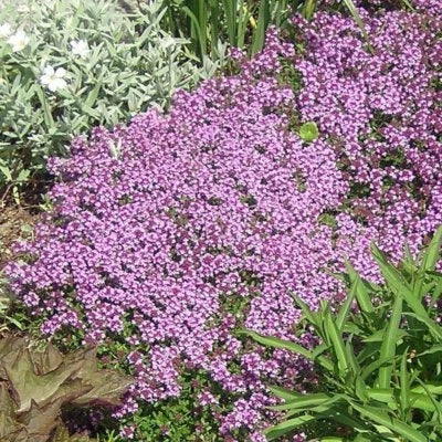 Dwarf Creeping Thyme