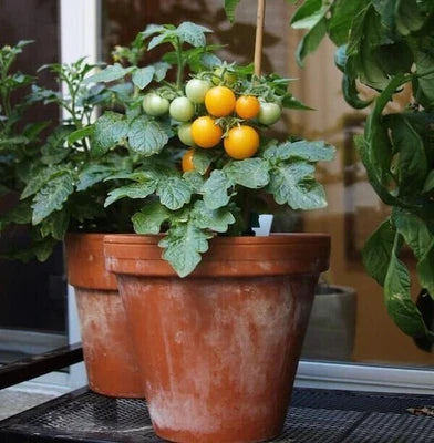 Orange Ten Hat Tomato Planting Micro Dwarf Perfect Aerogardens Patio Heirloom Non Gmo for kitchen garden planting