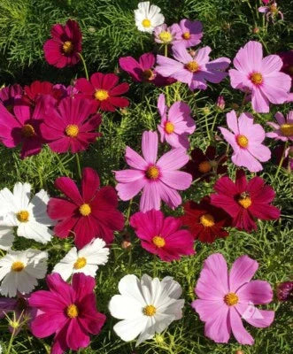 Dwarf Cosmos Mix Short Compact Colorful Pollinators