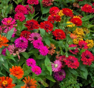 Zinnia Flower Mix Non Gmo