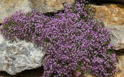 Pink Rock Soapwort Flower