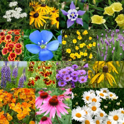 All Perennial Flower Mix Flower Varieties