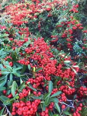 Pyracantha Berries Firethorn Usa