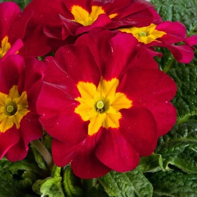 Red Primula