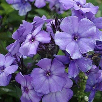 Blue Beauty Phlox