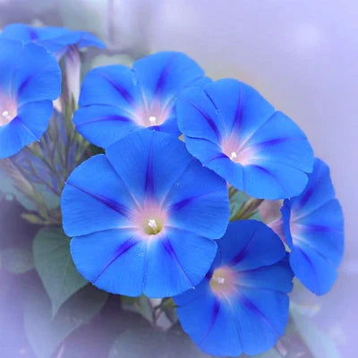 Blue Heavenly Morning Glory Climbing Beautiful