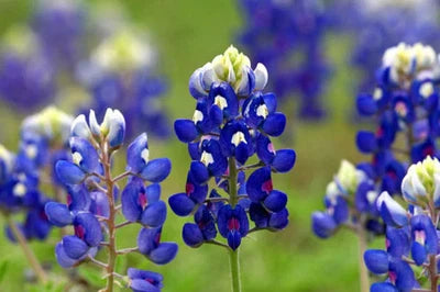 Texas Bluebonnet Lupine