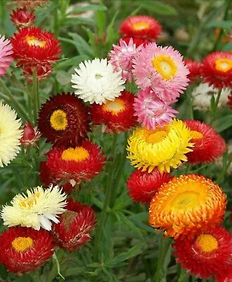 Strawflower Tall Double Mix