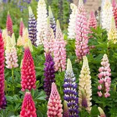 Russell Lupine