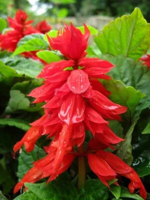 Red Green Salvia Improved Mojave True Flowers Deep Broad Leaf In Out