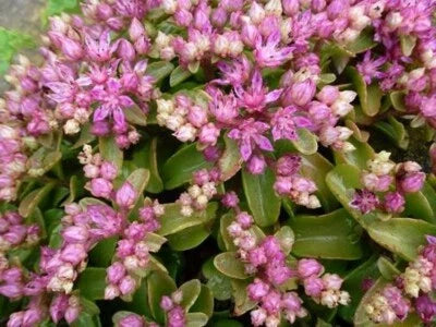 Pink Green Listoniae Obtusifolium Sedum Star Shaped Flowers Oval Foliage