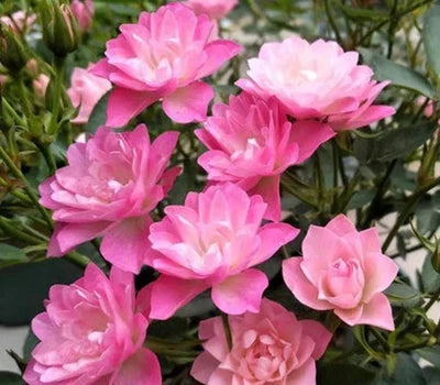 Lotus Star Rose
