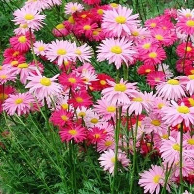 Painted Daisy Robinsons Giant Mix Perennial Huge Cut Flowers Non Gmo