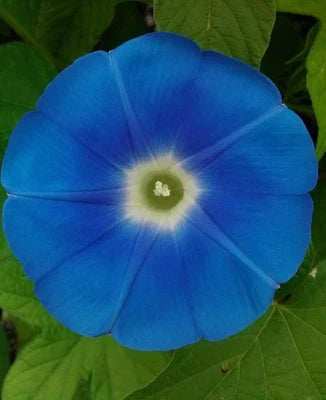 Blue Blue Heavenly Morning Glory Giant Flowers