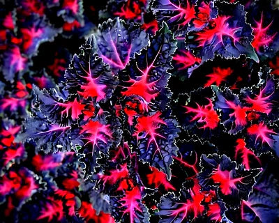 Black Coleus Dragon Lulu