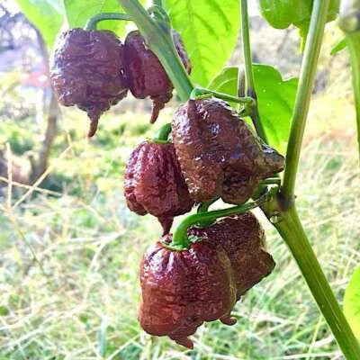 Chocolate Carolina Reaper Chili Pepper