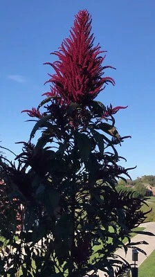 Red Amaranth Opopeo Flower Edible Leaves Grain Microgreens Non Gmo