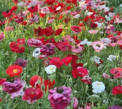 Poppy Mix Wildflower