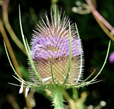 Purple Teasel Flower Dipsacus Fullonum Organic Wild Flower Free Sh