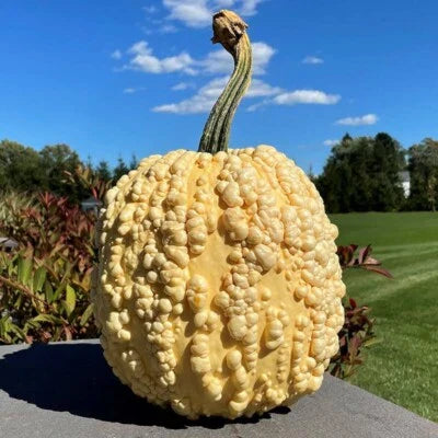 Pumpkin Knucklehead Popcorn F Pumpkins Specialty