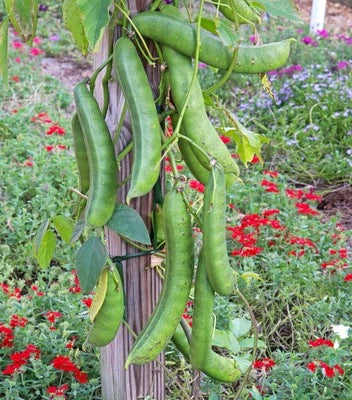 Jack Bean Planting Canavalia Ensimis Sword Bean Fast Growing Vin Heirloom Non Gmo Flower for kitchen garden planting