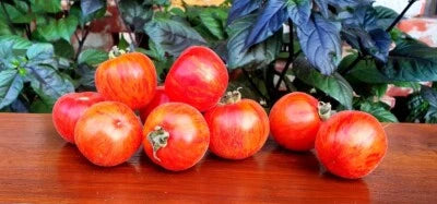Peach Tomato Elbertas Beautiful Tasty Rich In Vitamins And Antioxidants