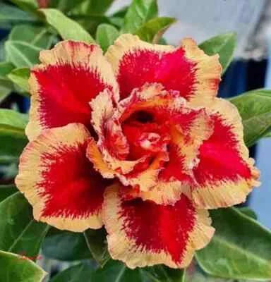 New Adenium Obesum Desert Rose Santa
