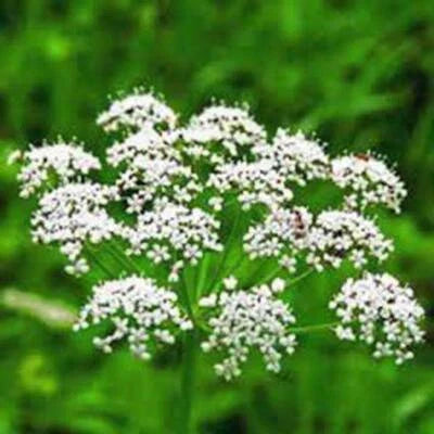 Anise