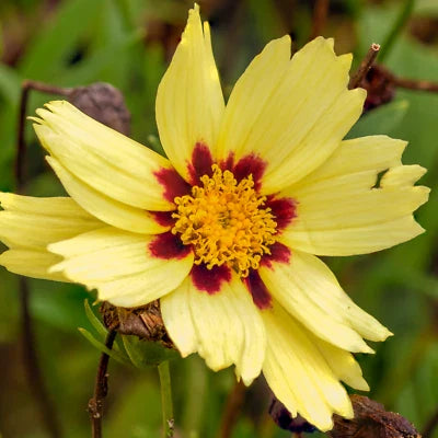 Cream Uptick Coreopsis