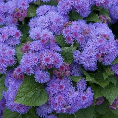 Blue Purple Ageratum Mink Dwarf Floss Flower Monarchs Love Non Gmo