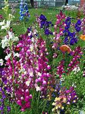 Snapdragon Fairy Bouquet Sees Come In A Multitude Of Colors