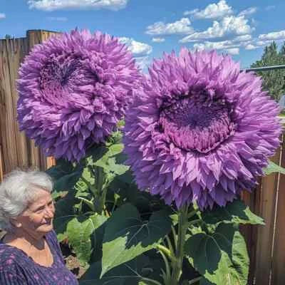 Purple Rare Enchanting Giant Teddy Bear Sunflower