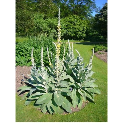 Great Mullein