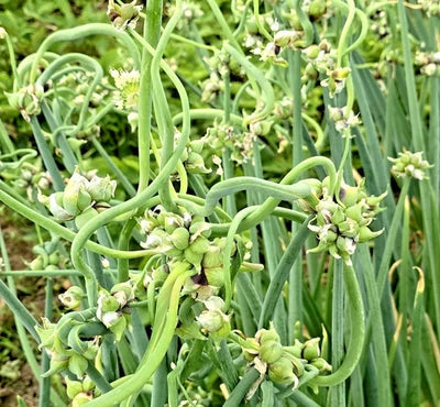 Onion Top Sets Egyptian Walking Onions Multiplier Tree Onion Perennial