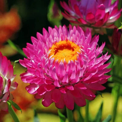 Purple Red Strawflower