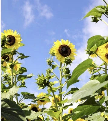 Organic Sunflower
