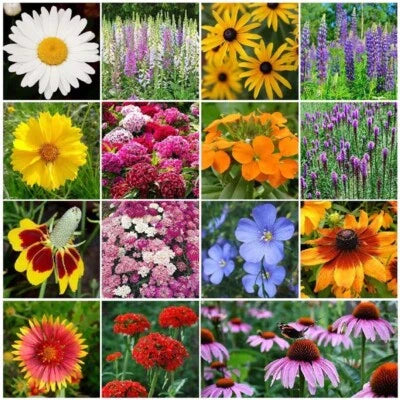 Wildflower Mix