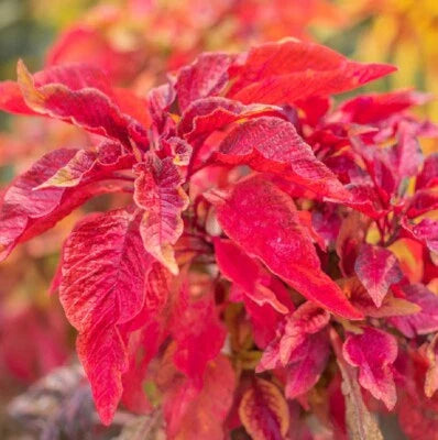 Red Garnet Amaranth