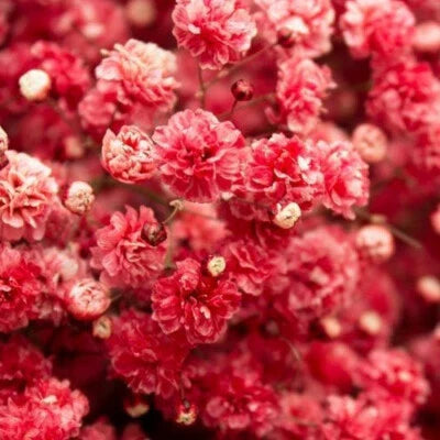 Red Crimson Carmine Babys Breath
