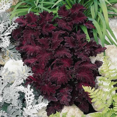 Black Dragon Coleus