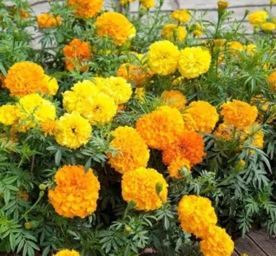 Cracker Jack Mix Crackerjack Mix Marigold