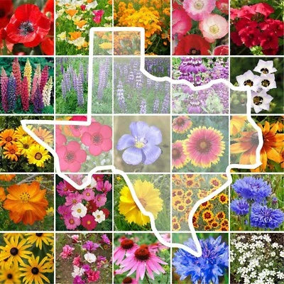 Wildflower Texas State Flower Mix Perennials Annuals Usa Non Gmo