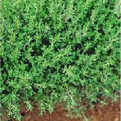 Winter Savory