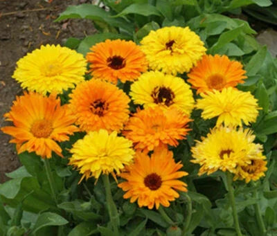 Calendula