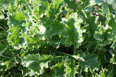 Blue Vates Curled Kale