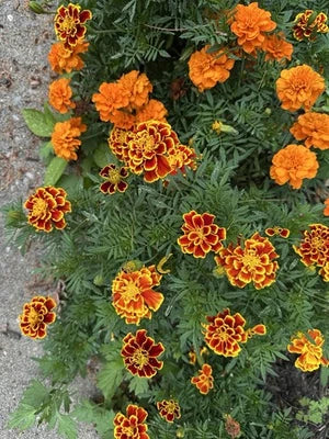 French Marigold Flower Mix Non Gmo