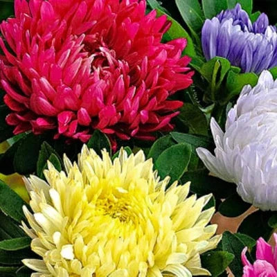 Powderpuff Mix Aster